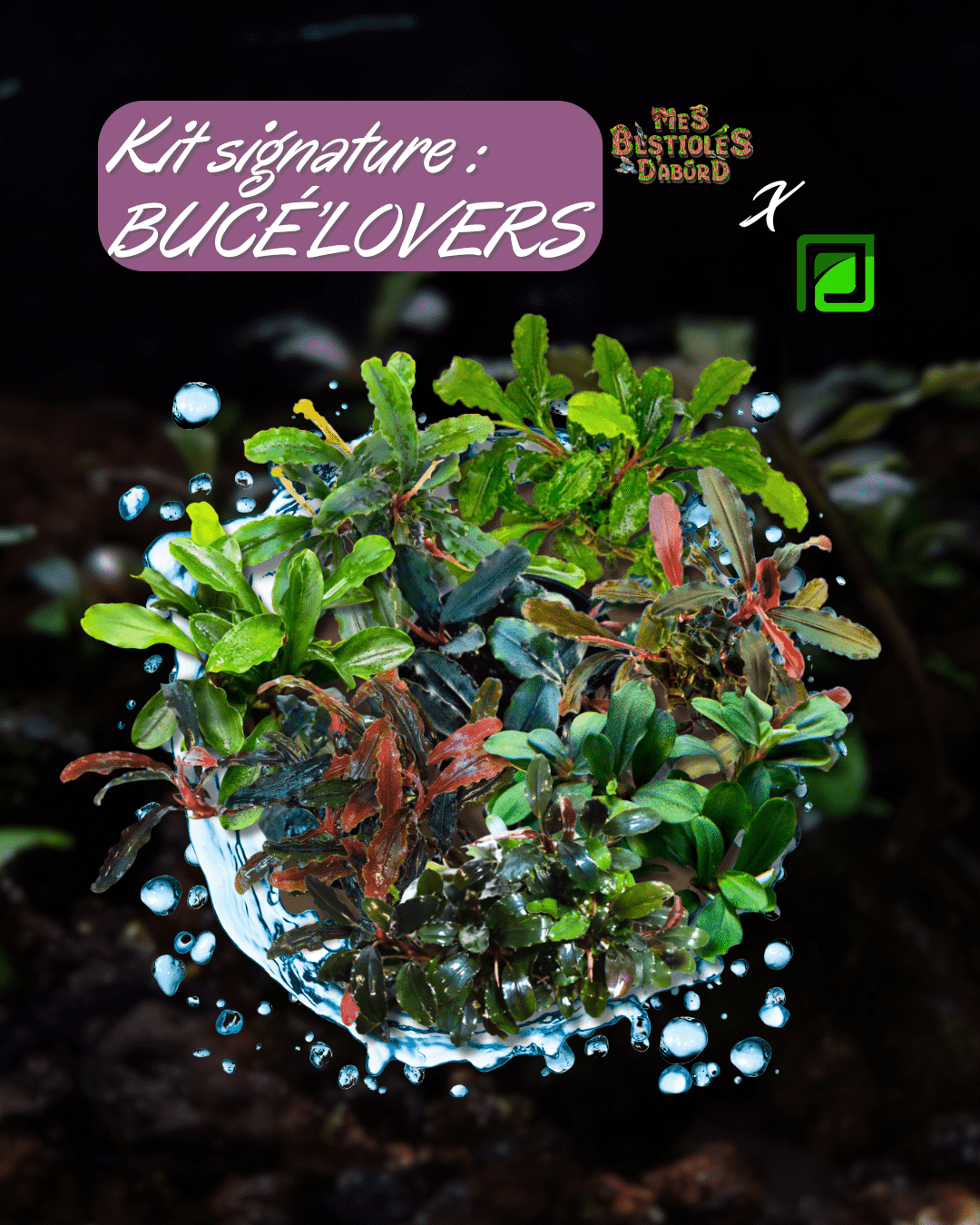 Kit de Plantes d'Aquarium Signature | Bucé'Lovers