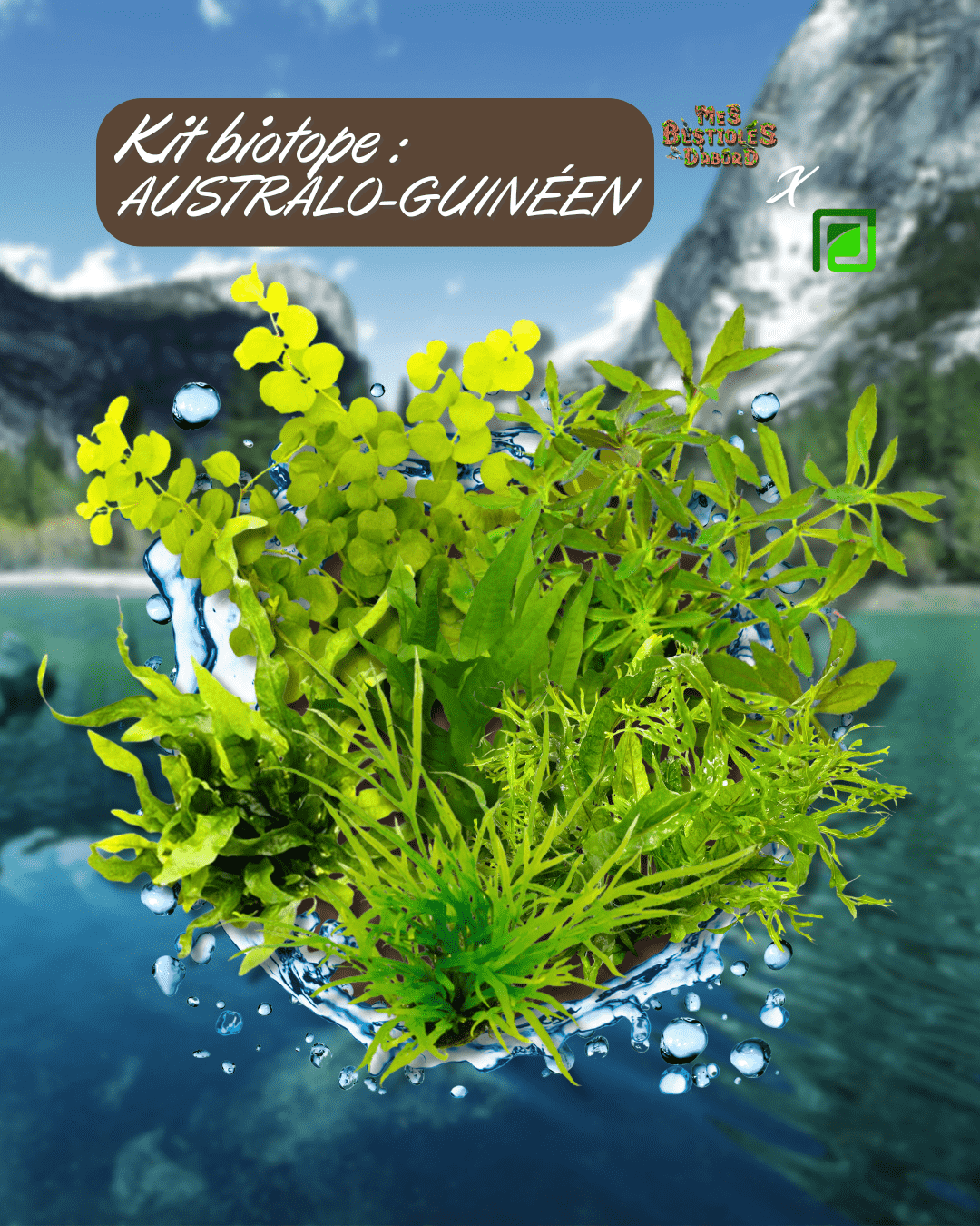 Kit de Plantes d'Aquarium | Biotope Australo-Guinéen