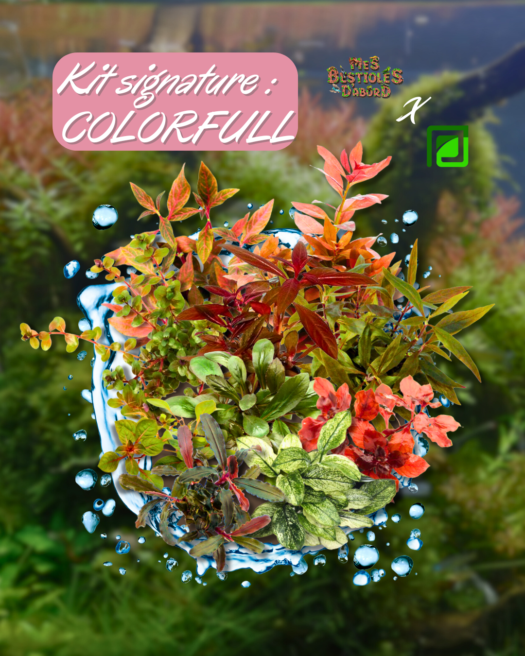 Kit de plantes aquarium Signature | Colorfull