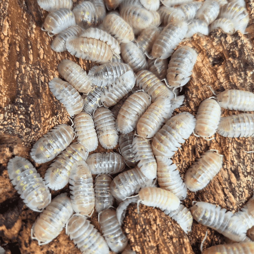 Armadillidium depressum "Magic Potion" — Lot de 5 cloportes