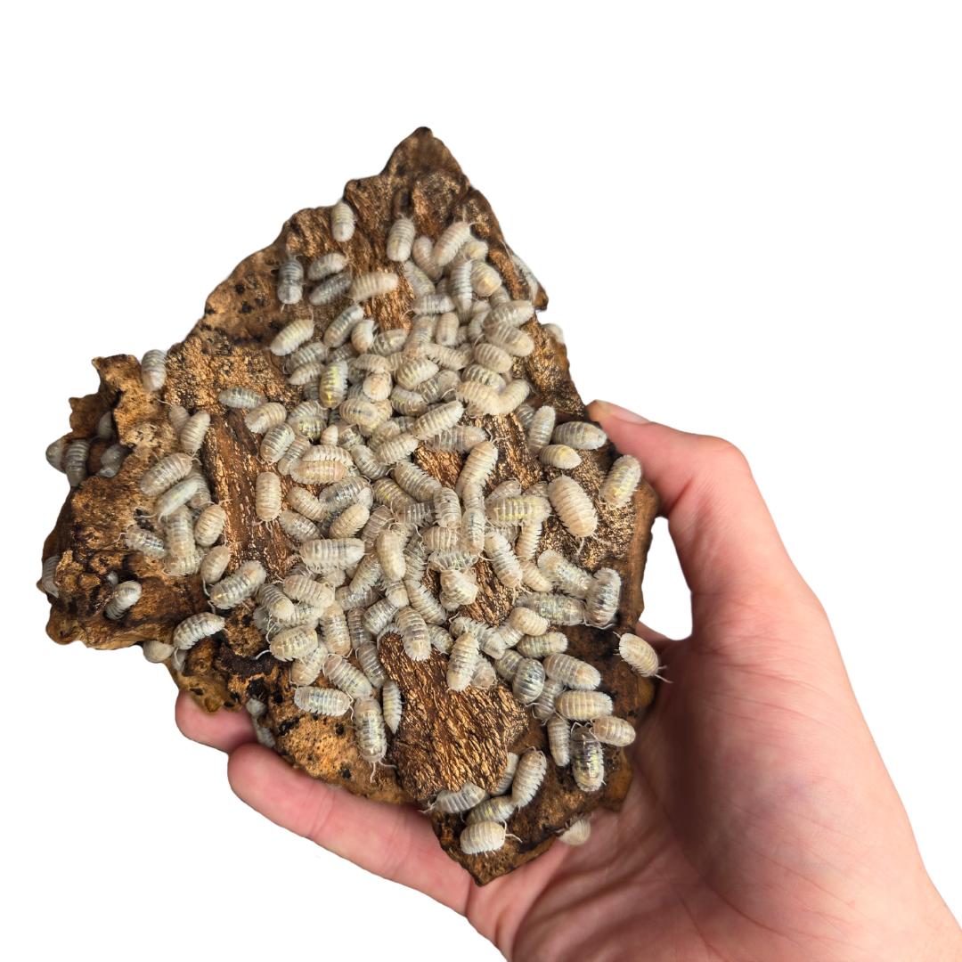 Armadillidium depressum "Magic Potion" — Lot de 5 cloportes