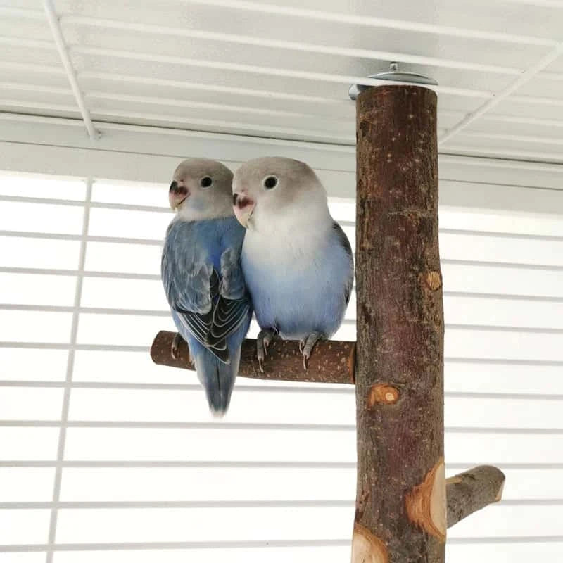Perchoir en Bois de Pommier Naturel pour Oiseaux