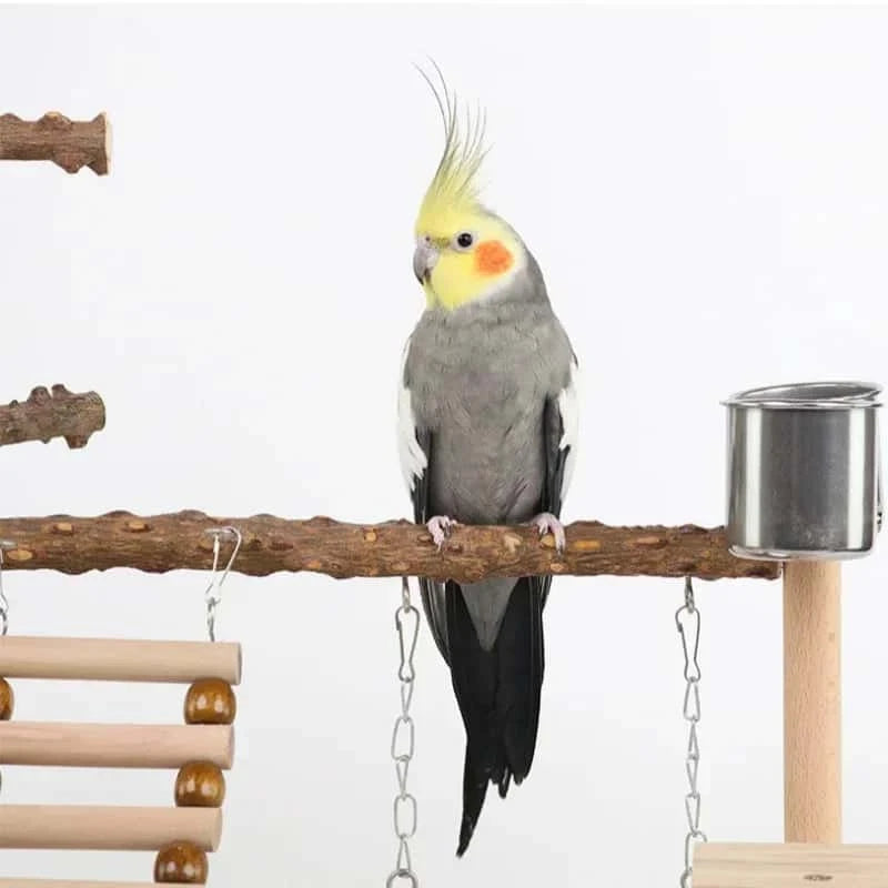 Aire de Jeux en Bois pour Perroquet