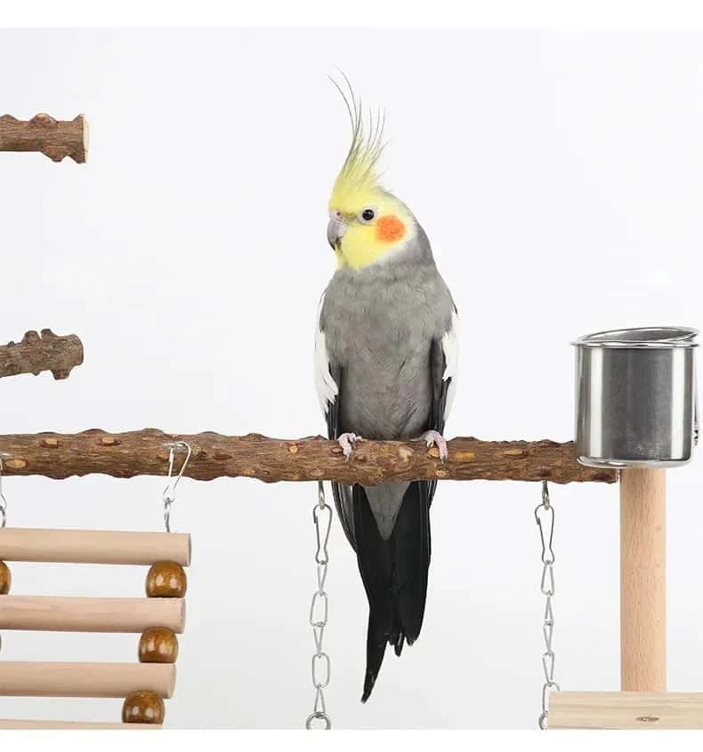 Aire de Jeux en Bois pour Perroquet