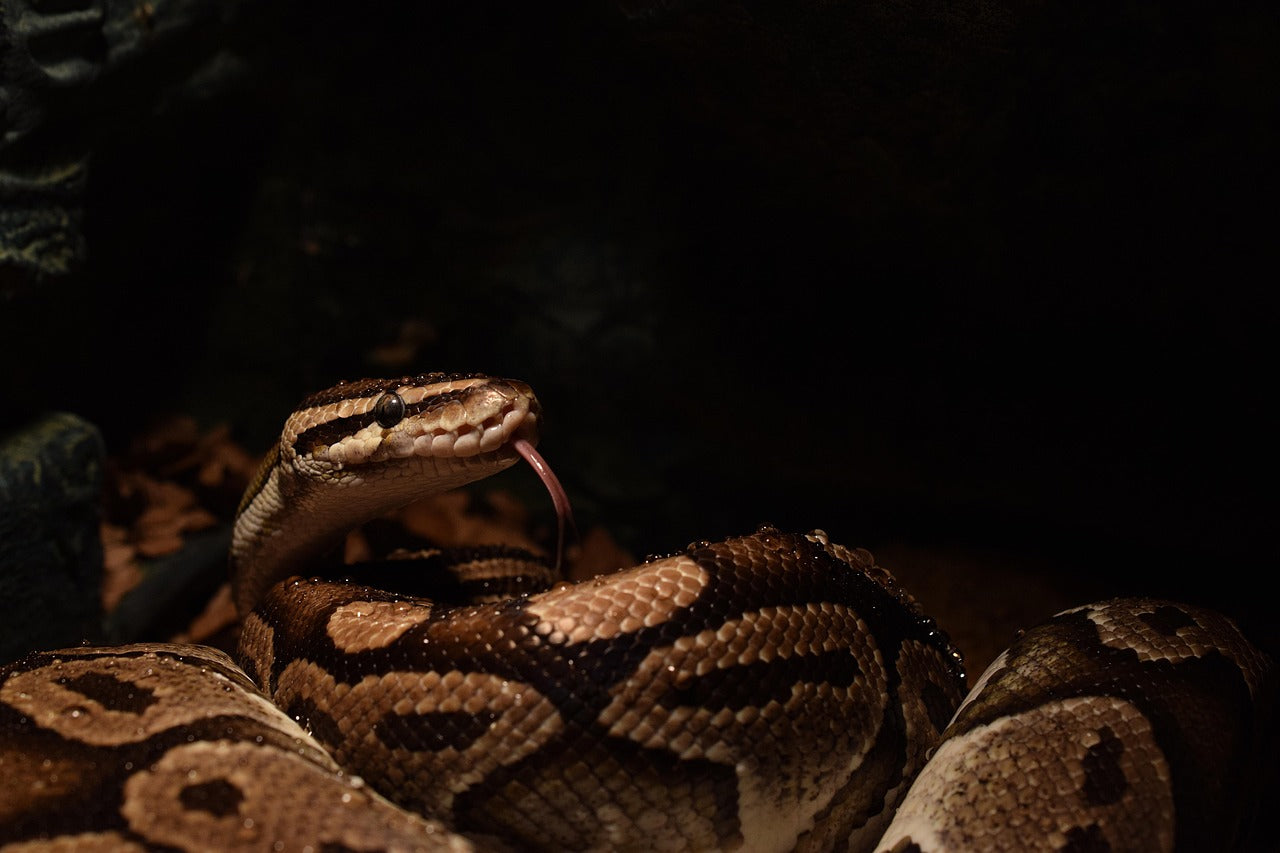 Python royal (Python regius)