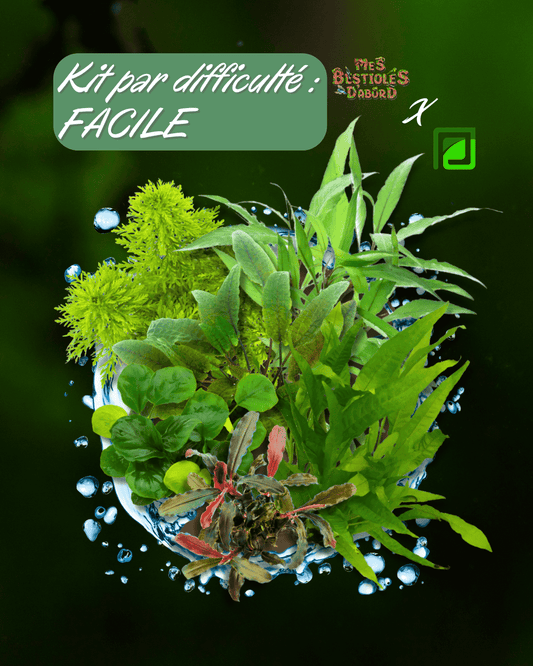 Kit de Plantes d'Aquarium | Niveau Facile