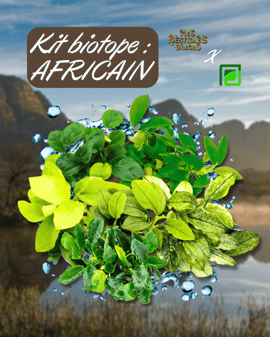 Kit de Plantes d'Aquarium | Biotope Africain