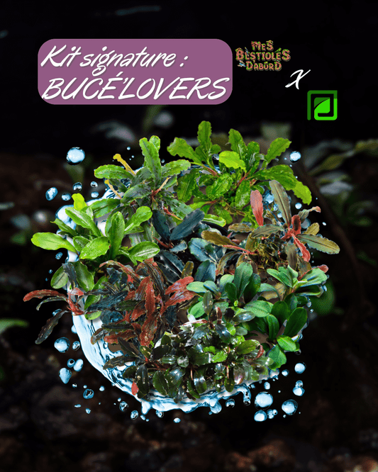 Kit de Plantes d'Aquarium Signature | Bucé'Lovers