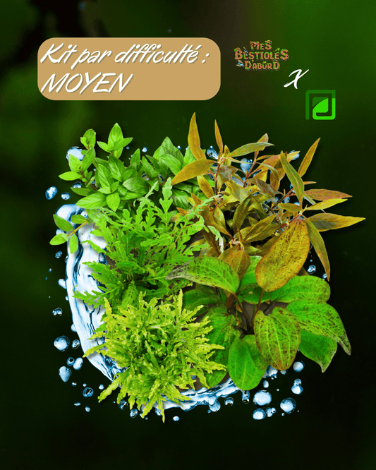 Kit de Plantes d'Aquarium | Niveau Moyen
