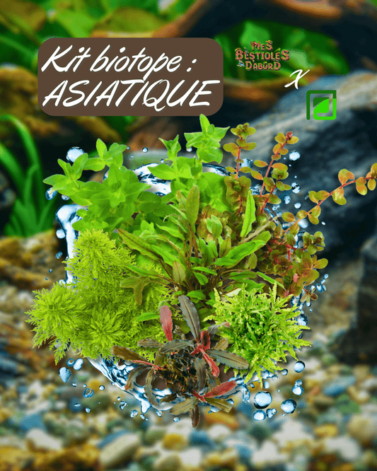 Kit de Plantes d'Aquarium | Biotope Asiatique