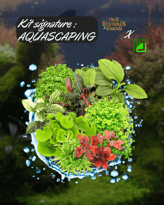 Kit de Plantes d'Aquarium Signature | Aquascaping