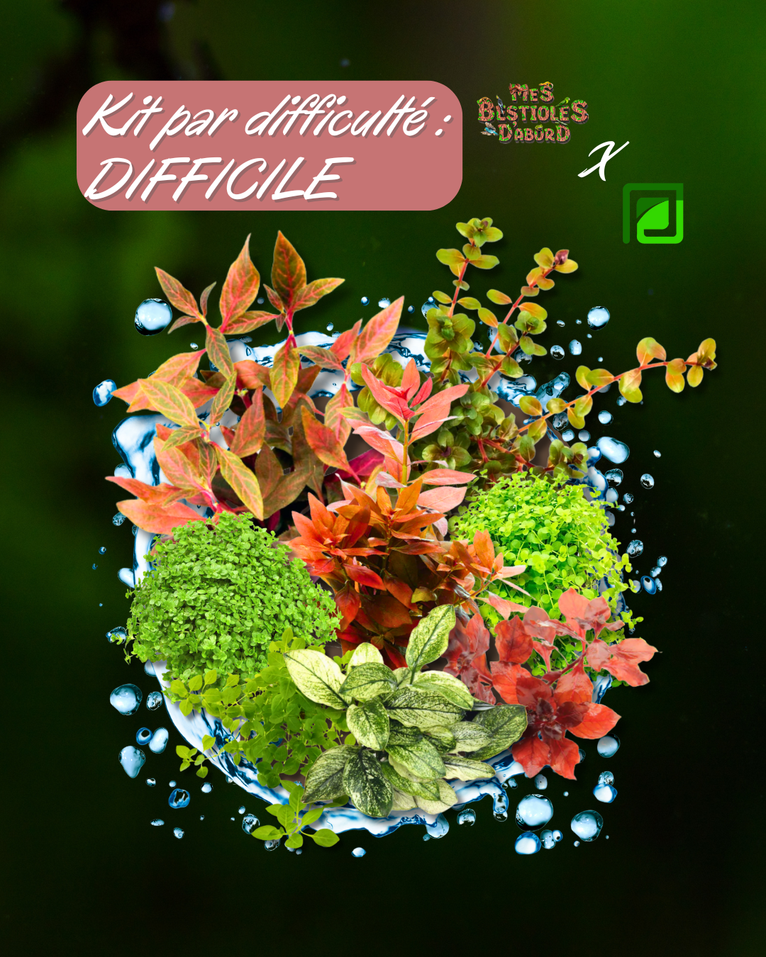 Kit de Plantes d'Aquarium | Niveau Difficile