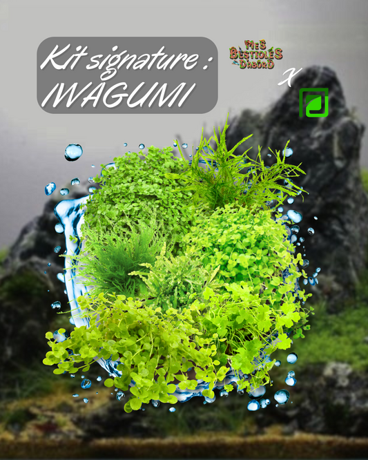 Kit de Plantes d'Aquarium Signature | Iwagumi