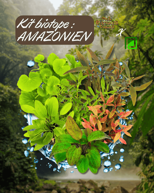 Kit de Plantes d'Aquarium | Biotope Amazonien