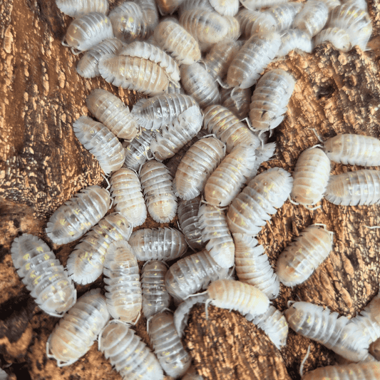 Armadillidium depressum "Magic Potion" — Lot de 5 cloportes
