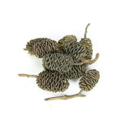 Cônes d’Aulne pour Aquarium | Lot de 20