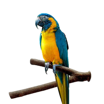 Perchoir en bois naturel pour oiseaux | Support de 16 cm