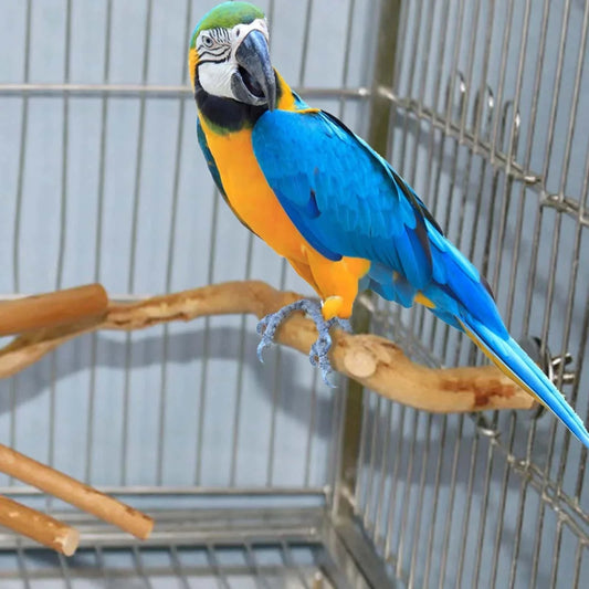 Perchoir en bois Naturel pour oiseaux