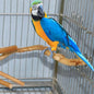 Perchoir en bois Naturel pour oiseaux