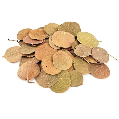 Feuille de Monéta pour Aquarium - Lot de 50 feuilles