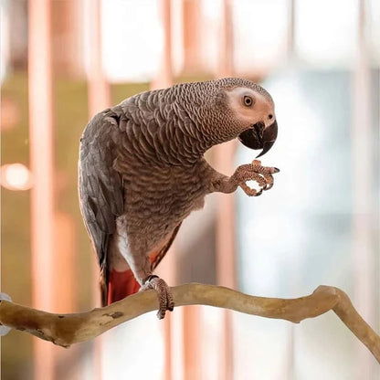 Perchoir en bois Naturel pour oiseaux
